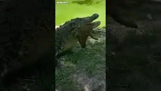 How NOT to Feed a Dangerous Crocodile: Extreme Wildlife Encounter #animals