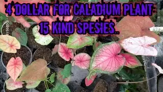 Keladi Rp.4.000 perpohon. #caladium #keladi #seeds #caladiumspesies #caladiumplant