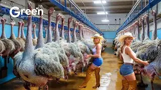 Millions of Ostriches Raised for Meat, Skin and Eggs - Ostrich Egg Harvesting Technology