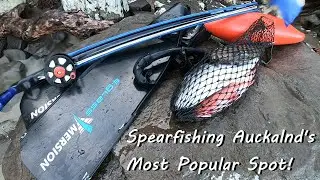 Spearfishing Auckland's Most Dived Spot | Ti Point