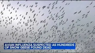 Avian flu suspected in deaths of hundreds of snow geese