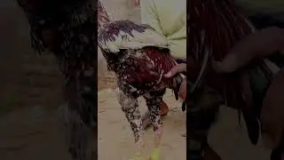 #asli #asels #viralvideo #trendingreels #youtubeshorts #reels #trending