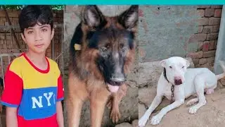 𝐀𝐧𝐠𝐫𝐲 𝐆𝐞𝐫𝐦𝐚𝐧 𝐬𝐡𝐞𝐩𝐡𝐞𝐫𝐝🐕&zwj;🦺