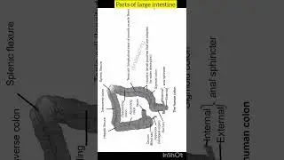 Parts of human large intestine | neet biology | class 11th biology | @inditeaching