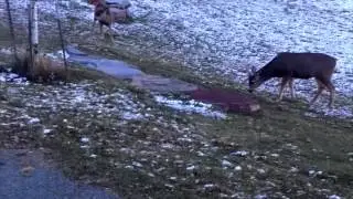 Watch out for Deer