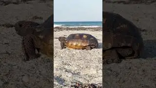 🐢 Let&rsquo;s get into another conservation conversation about gopher tortoises!