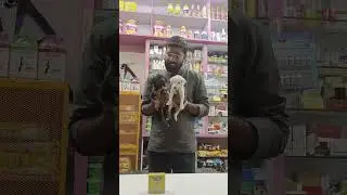 #indiandoglovers #indiandogsofinstagram #indiandogbreed #indiandogs #subscribe #like #trending 😍🐕🐕😍