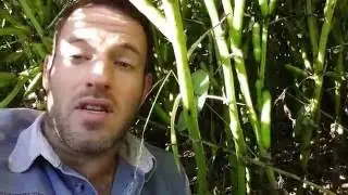 Spring beans and seed rates