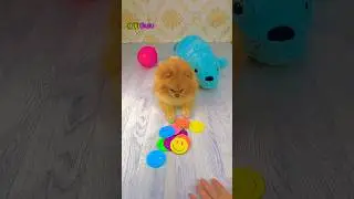 Beads & Puppy✨🌈🐶 Satisfying Reverse ASMR Dog react #shorts