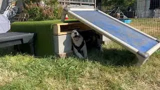 Chapter & Ember first yard play date - Bitey face under the platform 