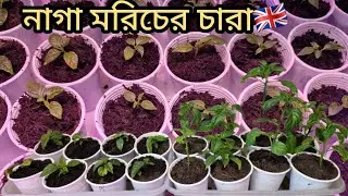 লন্ডনের মাটিতে ডিসেম্বর মাসে নাগা মরিচের চারা কত বড় হলো || U.k summer gardening 2026 || ঘি নাগা