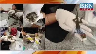 Hyderabad Airport Par Passenger ke Bag Se Mile Exotic Animals | Shamshabad Customs Action