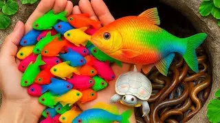 Most Colorful Fish Catch Today Featuring Turtle & Crab🦀