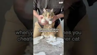Cat dad&rsquo;s got some explaining to do #betrayal #coldplayconcert #anothercat #mikaandmocha #funnycats