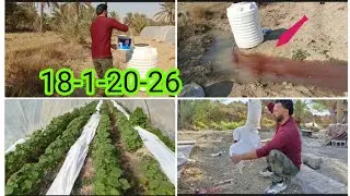 معلومه على زراعه البانيه 