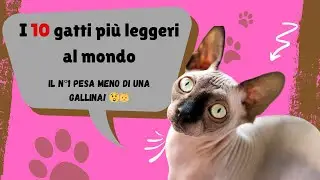 I 10 Gatti Più Leggeri del Mondo – Minuscoli, Adorabili e Pieni di Energia ! 🐱✨