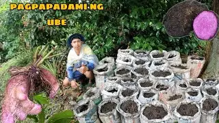 PAGTATANIM NG UBE SASAKO PARA MADALING HARBESIN