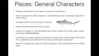 Pisces: General Characters  (BSc.II, Zoology, Paper I) in English
