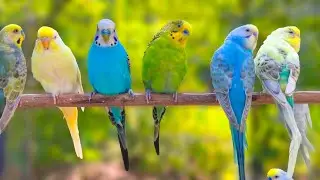 Budgies singing in Pet Store | Parakeet Sounds | 8 Hour