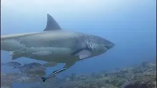 Great White Shark - February 2023 at Chain reef, Sodwana Bay, South Africa.