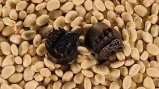 Bear Claw Plugs by Urban Star Organics