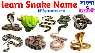 Learn Snake 🐍 Names for kids | বিভিন্ন সাপের নাম | kids learning educational video, nursery GK