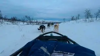 HUSKY DOG SLEDDING AT TROMS&Oslash; VILLMARKSSENTER IN TROMS&Oslash;, NORWAY