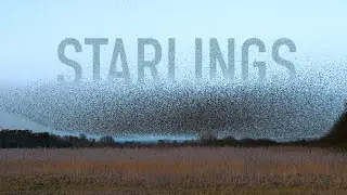 Filming starling murmurations at Shapwick Heath