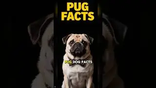 ФАКТЫ О МОПСАХ 101 ✅ Интересное видео с информацией о породе мопсов и лучшими советами по дрессир...