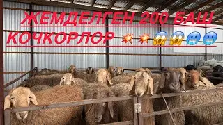 200 жүз баш козу кочкорлор койлор сатылат ‪+996 703 301 424‬
