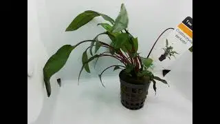 Cryptocoryne beckettii