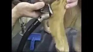 Hanvey Engineering Hairvac (Taxi Vac) Sample clipping techniques