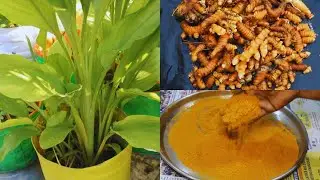 ஆரோக்கியத்தை அள்ளித் தரும் மஞ்சளின் அற்புத மருத்துவ குணங்கள் | Organic Turmeric powder 