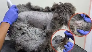 This Poodle Was Trapped Under Matted...What We Found Changed Everything