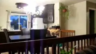 Kitten Jump Fail
