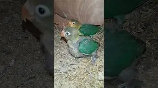 love birds Par blue chicks good marking and healthy chicks #birds #africanlovebirdbreeding #viral