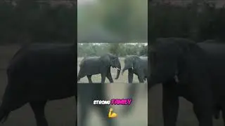 Elephant Herds: Witnessing the Power of Family Bonds in the Wild