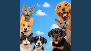 Cute Pets