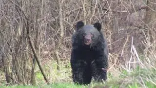 Black Bear video by (Kashmir trekking guide)