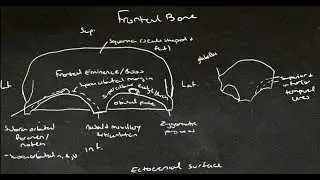 Tutes Online - The Frontal Bone