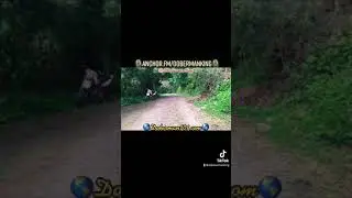 Doberman Sprints on command, energy burn. #doberman #dobermantraining #eldobermanking #k9training