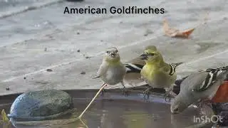 Window birding - American Goldfinches 