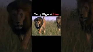 Top 5 Biggest Lion 🦁 #animals #lion #sekekama #scarface