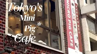 I Visited Tokyo&rsquo;s Pig Caf&eacute; &ndash; Here's What No One Told Me