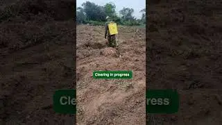 Introducing our new crop &ldquo;cassava&rdquo;. #agriculture #shorts #weeding #planting #sfi #investment #fypシ