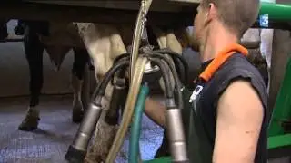 500 vaches pour aller à 1000... A Drucat, le chantier avance à grands pas.