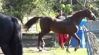 Big Money Stables Tennessee Walking Horses
