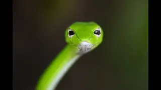 Oriental Whip Snake