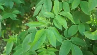 Educational videos on nature (Common Elder leaves) - May 2017