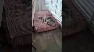 Ik raak hier niet aan gewend🩷 #591 #schattig #lief #viralshort #puppy #pets